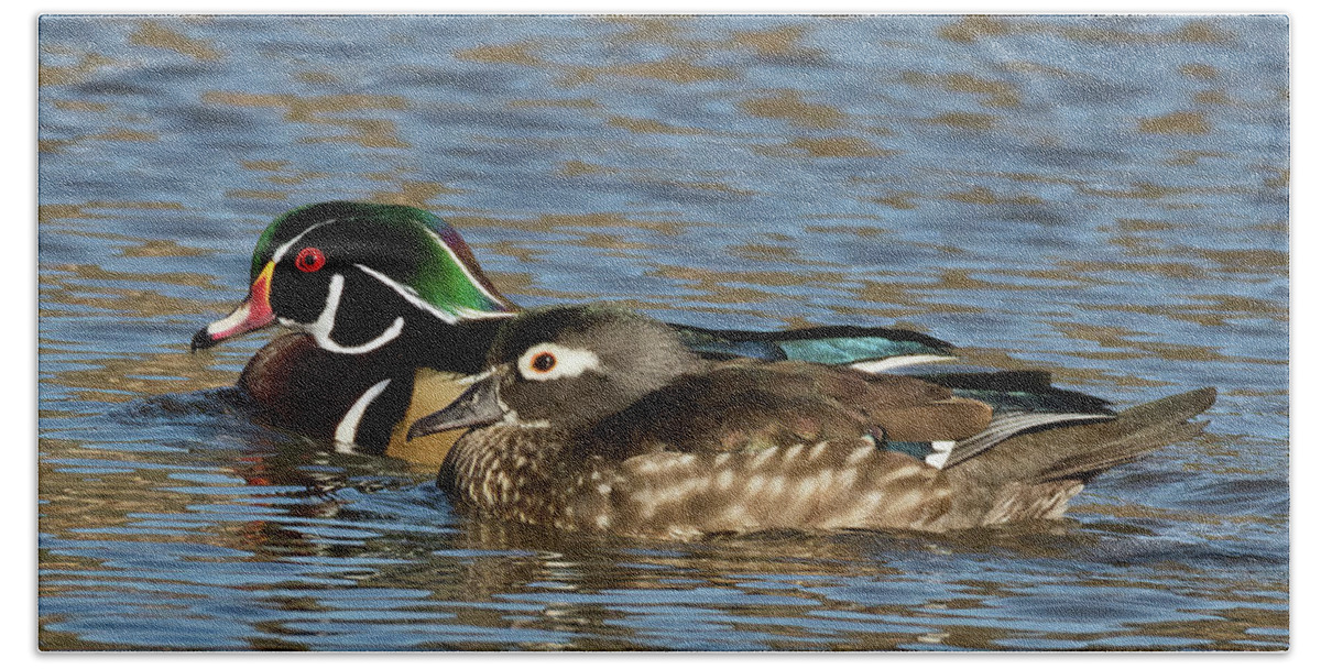 Wood Ducks Beach Towel featuring the photograph Happy Wood Ducks on the Water by Kathleen Bishop