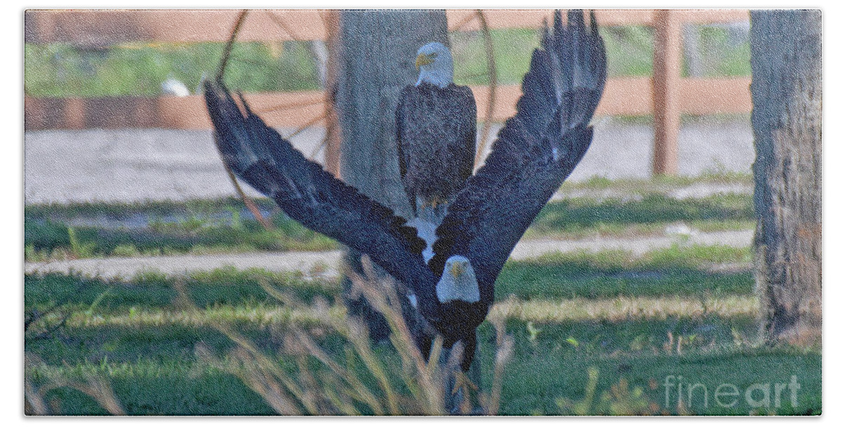 Southwest Florida Eagle Beach Towel featuring the photograph Harriet . The Take Off by Liz Grindstaff