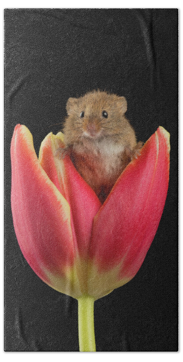 Harvest Beach Towel featuring the photograph Harvest Mouse-1601 by Miles Herbert
