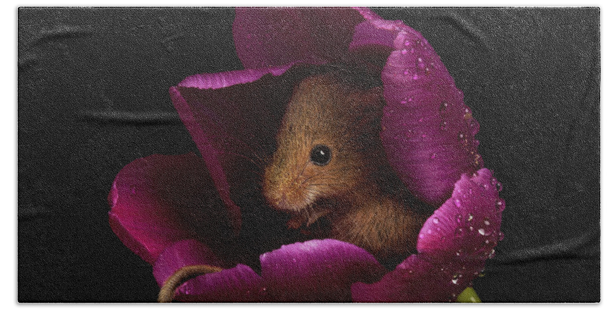 Harvest Beach Towel featuring the photograph Harvest Mouse-3428 by Miles Herbert