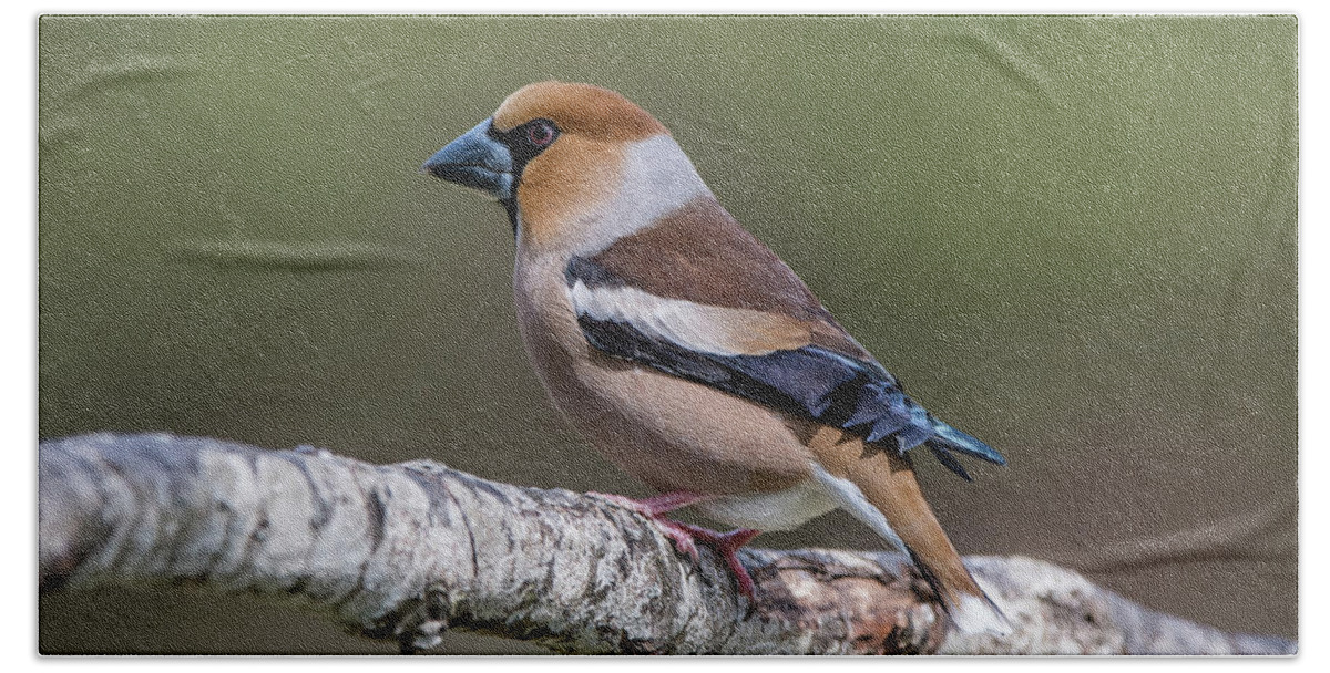 Hawfinch Perching Beach Towel featuring the photograph Hawfinch perching on the oak branch by Torbjorn Swenelius