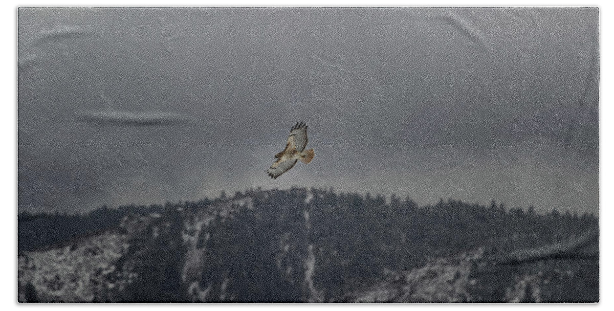  Beach Towel featuring the photograph Hawk in flight by Doug Wittrock