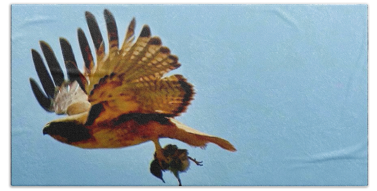 Waywardmuse Beach Towel featuring the photograph Hawk's Take-Out by Judy Kennedy