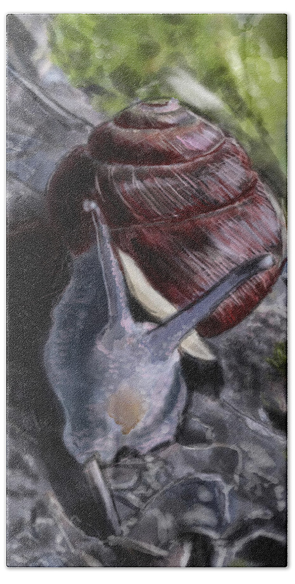 #romansnail #rebelle #watercolor Beach Towel featuring the digital art Helix Pomatia Roman Snail by Rob Hartman