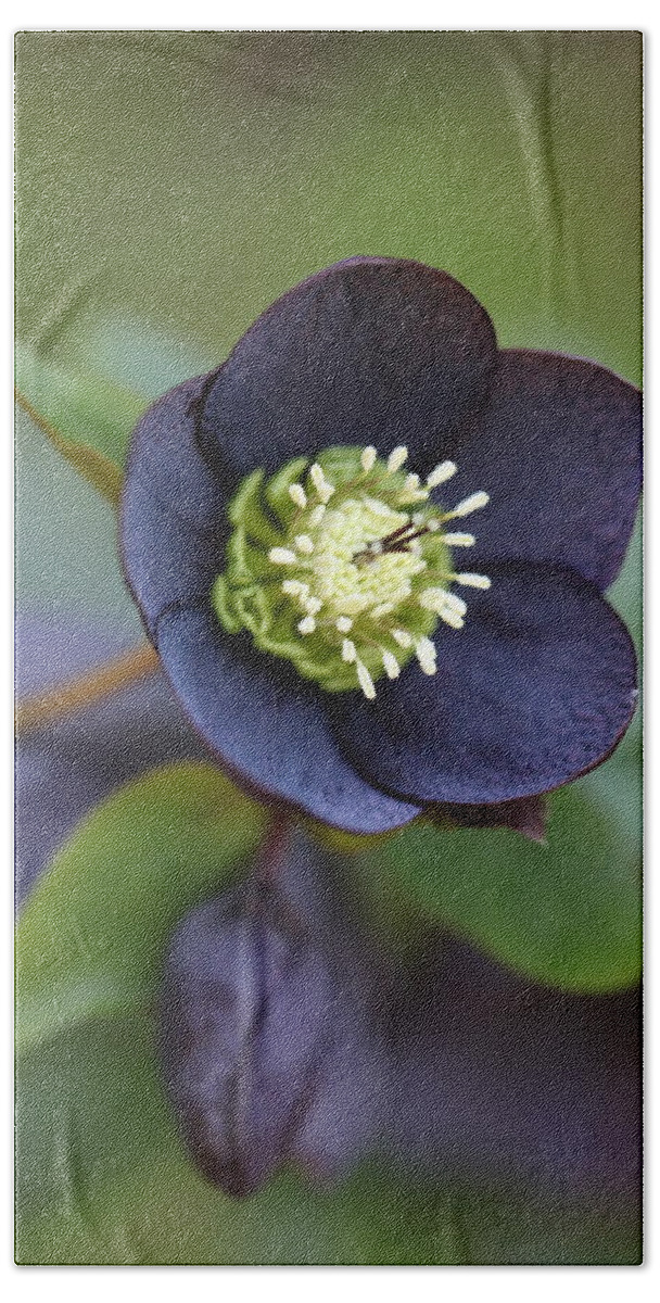 Helleborus Orientalis Beach Towel featuring the photograph Hellebore by Tammy Pool