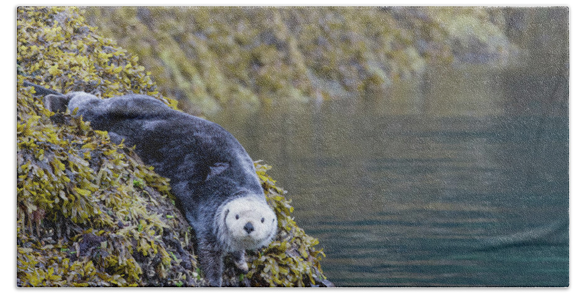 Otter Beach Towel featuring the photograph Hello Sea Otter by Chris Scroggins