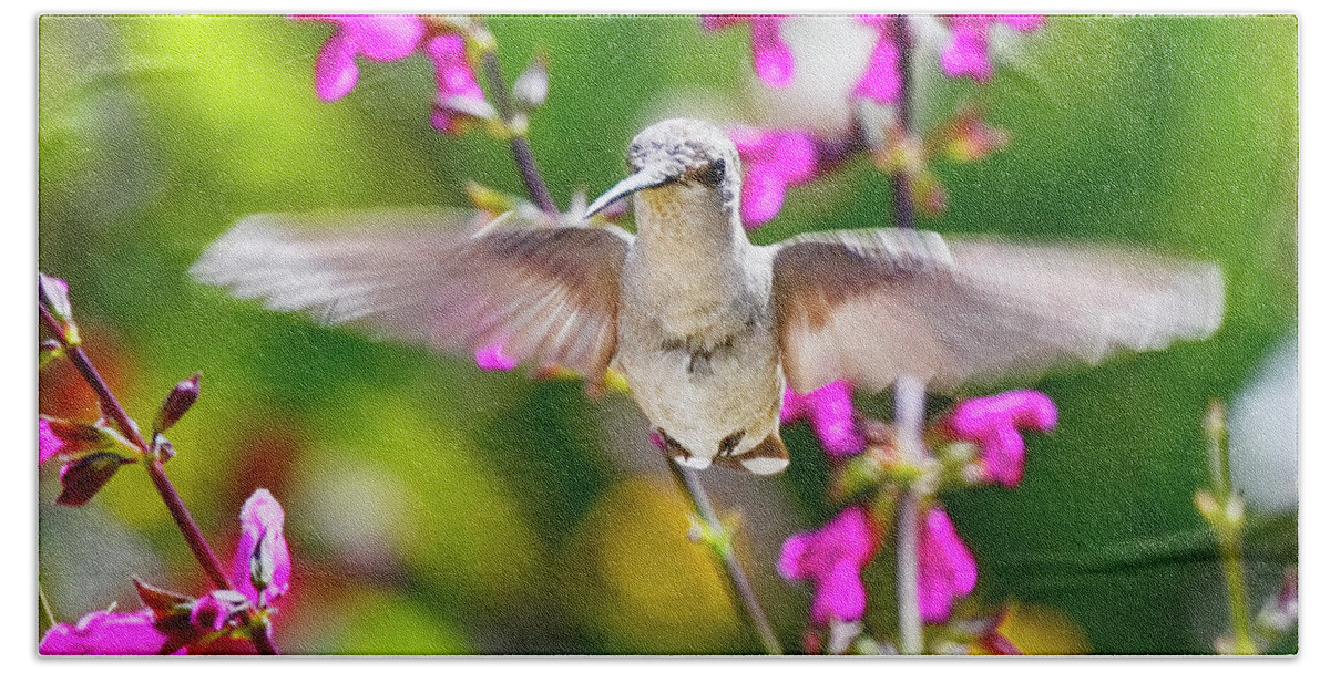 Hummingbird Beach Towel featuring the photograph Hello There by Dan McGeorge