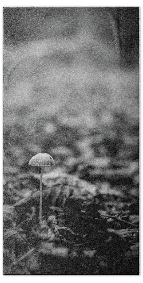 Mushroom Beach Towel featuring the photograph Hello there little one by Gavin Lewis