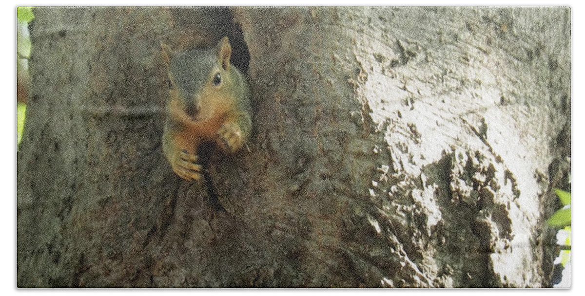 Squirrel Beach Towel featuring the photograph Hi There by C Winslow Shafer