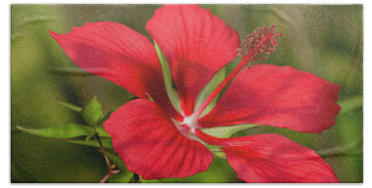 Floral Beach Towel featuring the photograph Hibiscus by Cindy Robinson