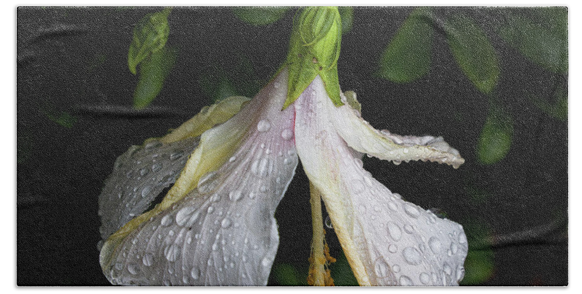Hibiscus Beach Towel featuring the photograph Hibiscus in the Rain by Neala McCarten