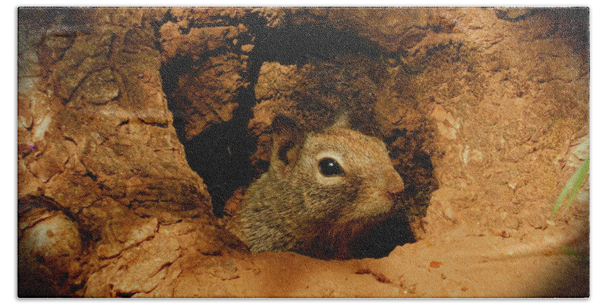 Squirrel Beach Towel featuring the photograph Hideaway by Carl Moore
