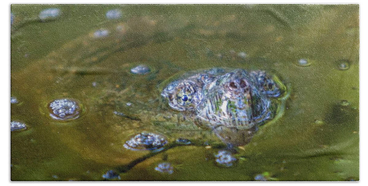 Chelydra Beach Towel featuring the photograph Hiding Snapping Turtle by Liza Eckardt
