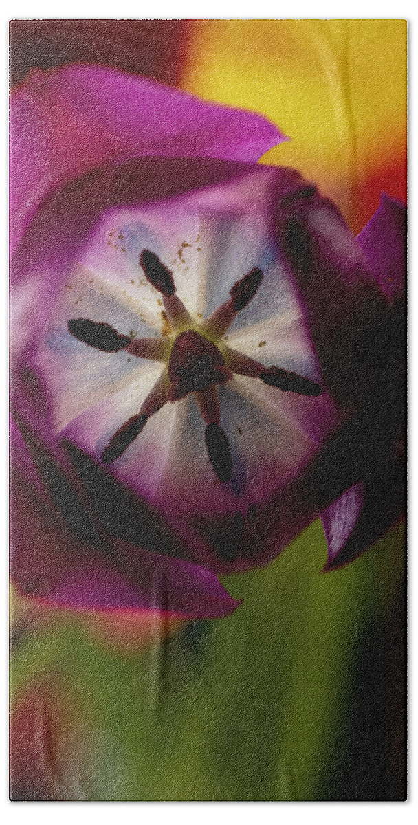 Tulip Beach Sheet featuring the photograph Hiding Within - a closeup photo of a purple tulip by Art Whitton