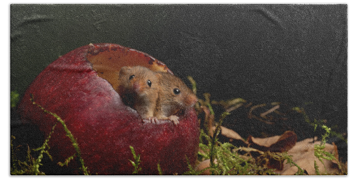 Harvest Beach Towel featuring the photograph Hm-00961 by Miles Herbert