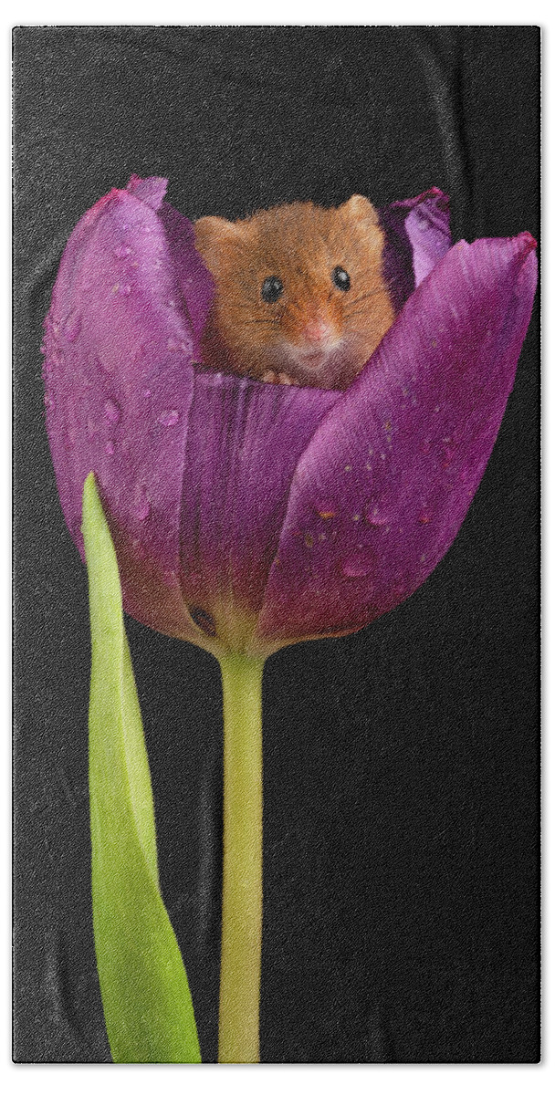 Harvest Beach Towel featuring the photograph HM Tulip 01956 by Miles Herbert