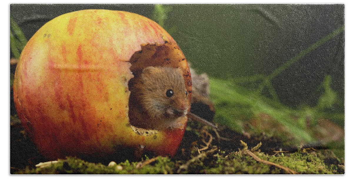 Harvest Beach Towel featuring the photograph Hm_2351 by Miles Herbert