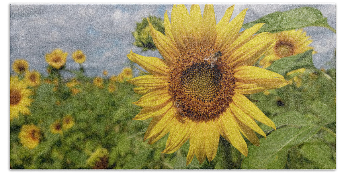 Sunflower Beach Towel featuring the photograph Honeybee on Sunflower by Carolyn Hutchins