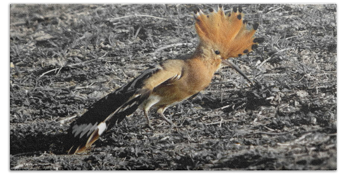 Hoopoe Beach Towel featuring the photograph Hoopoe by Lyuba Filatova