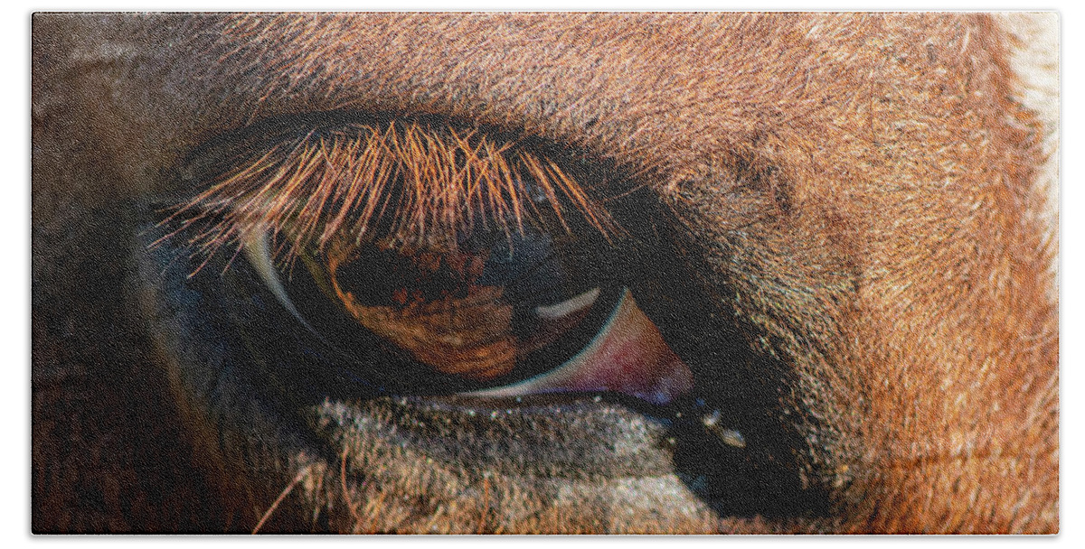 Horse Beach Towel featuring the photograph Horse Eye Close Up by Karen Rispin