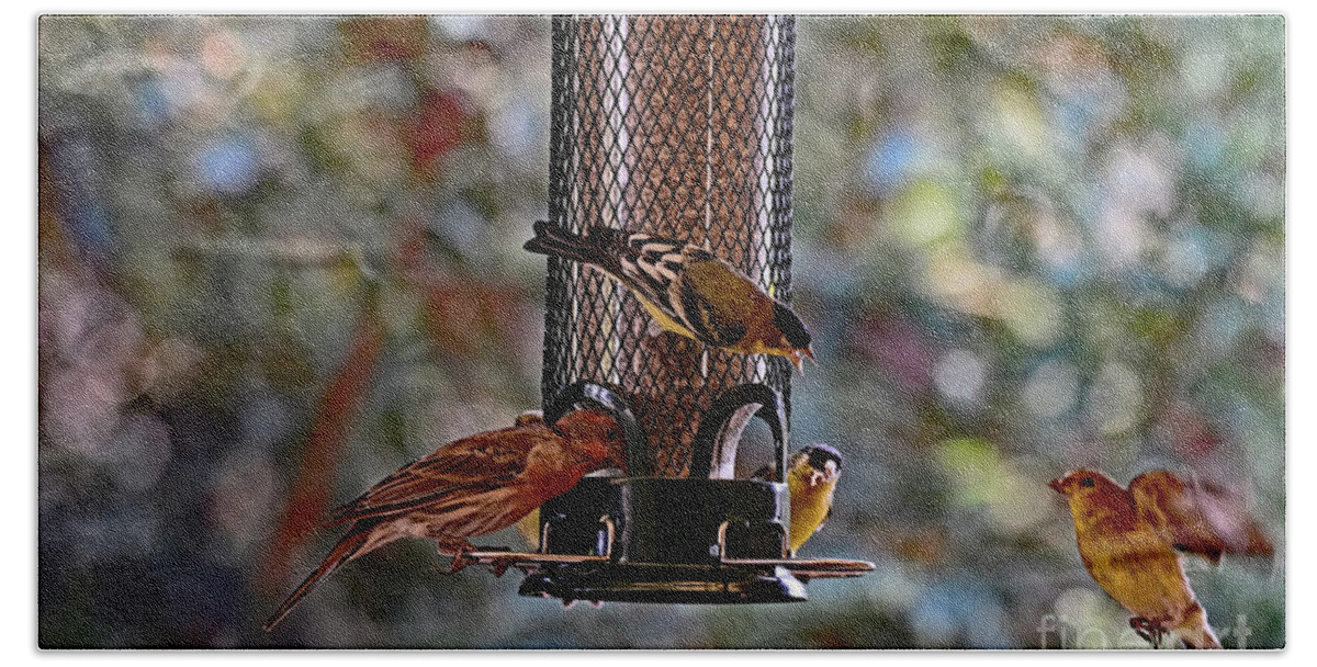 Finch Beach Towel featuring the photograph House Finch and Lesser Goldfinch by Amazing Action Photo Video