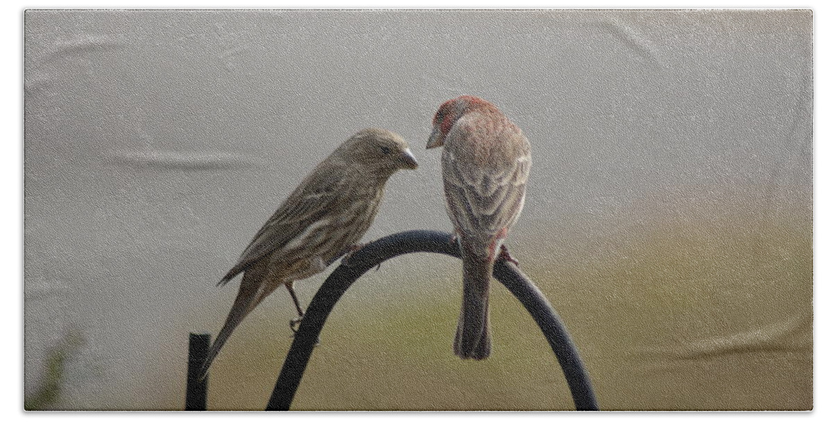  Beach Towel featuring the photograph House Finch Pair by Heather E Harman