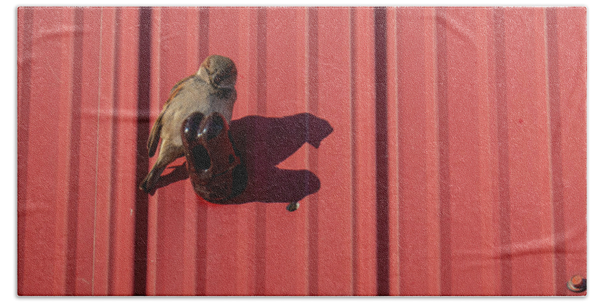 Sparrow Beach Towel featuring the photograph House Sparrow On A Barn Wall by Phil And Karen Rispin