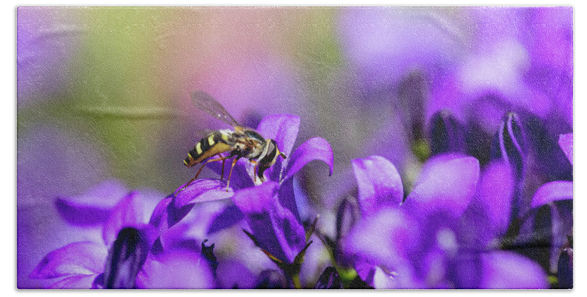 Hoverfly Beach Sheet featuring the photograph Hoverfly On Purple Bellflowers by Tanya C Smith