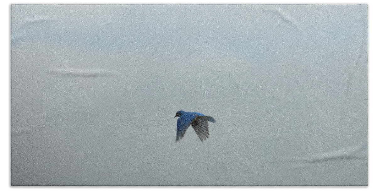 Blue Bird Beach Towel featuring the photograph Hovering Blue Bird by Amanda R Wright