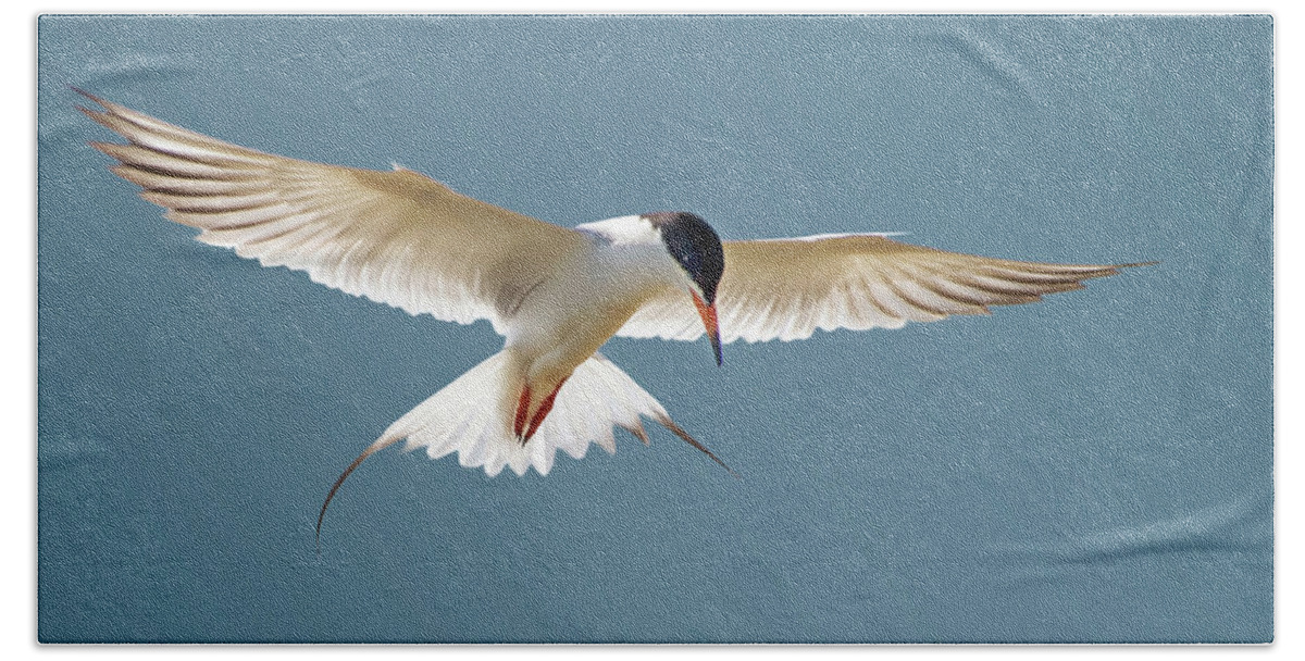 Terns Beach Towel featuring the photograph Hovering Tern by Judi Dressler