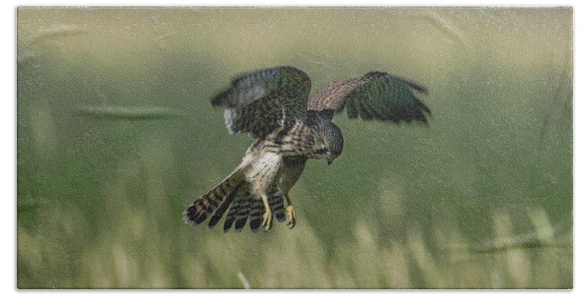 Kestrel Beach Towel featuring the photograph Hovering Young Kestrel by Torbjorn Swenelius