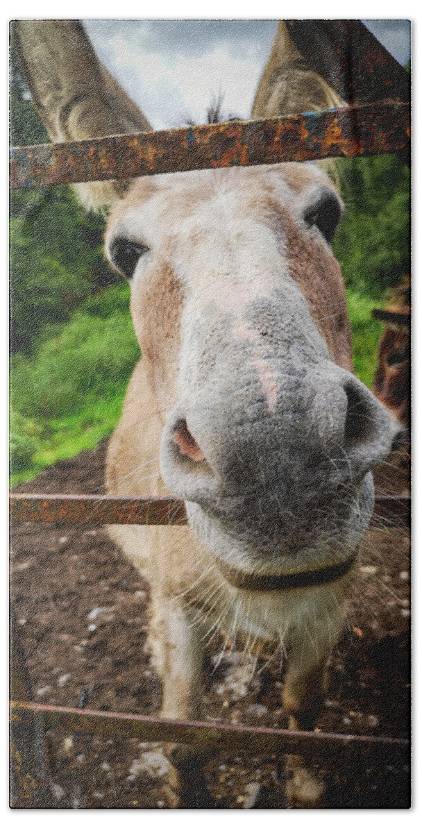 Donkey Beach Towel featuring the photograph How're Ya by Mark Callanan