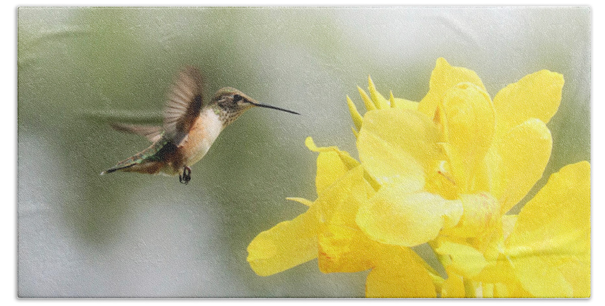 Beckoning Beach Towel featuring the photograph Hummingbird with Yellow Canna Lily Square by Carol Groenen