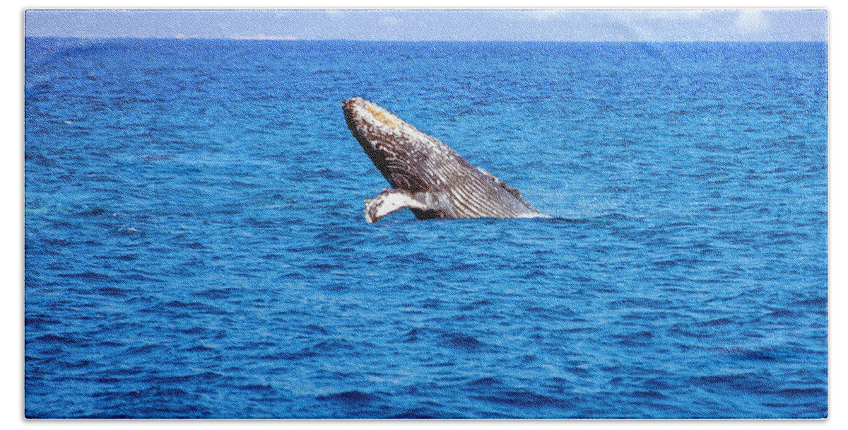 Humpback Beach Towel featuring the photograph Humpback Breach by Anthony Jones