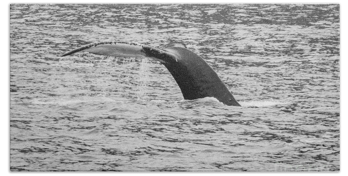 Humpback Whale Beach Towel featuring the photograph Humpback Whale Tale Grayscale by Jennifer White