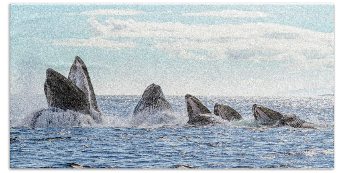 Whale Beach Towel featuring the photograph Humpbacks in a Row by Michael Rauwolf