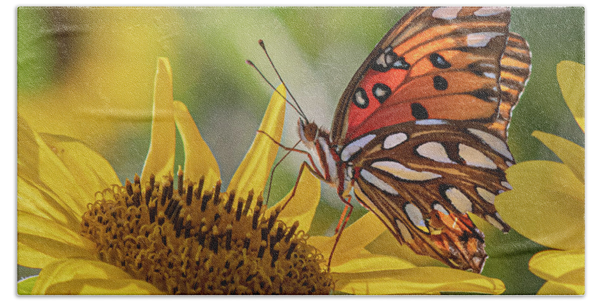 Insect Beach Towel featuring the photograph Hungry Butterfly by Jamie Tyler