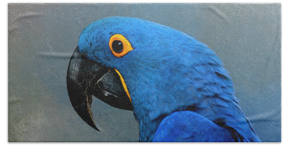 Macaw Beach Towel featuring the photograph Hyacinth Macaw Paintography by Anthony Jones