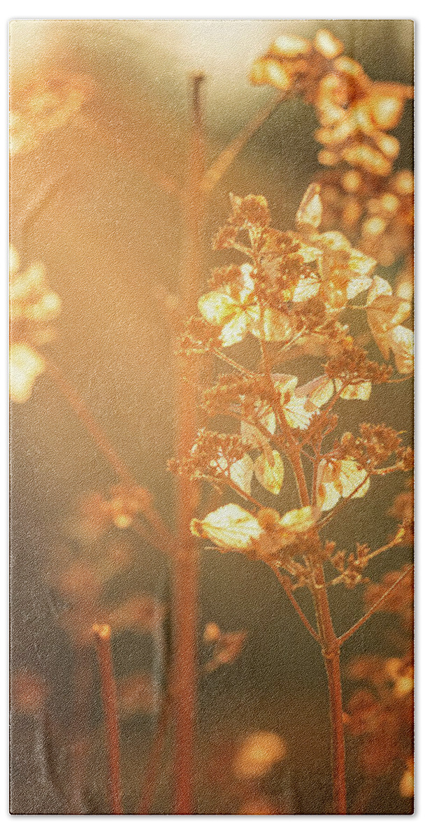 New Hampshire Beach Towel featuring the photograph Hydrangea In Golden Light. by Jeff Sinon