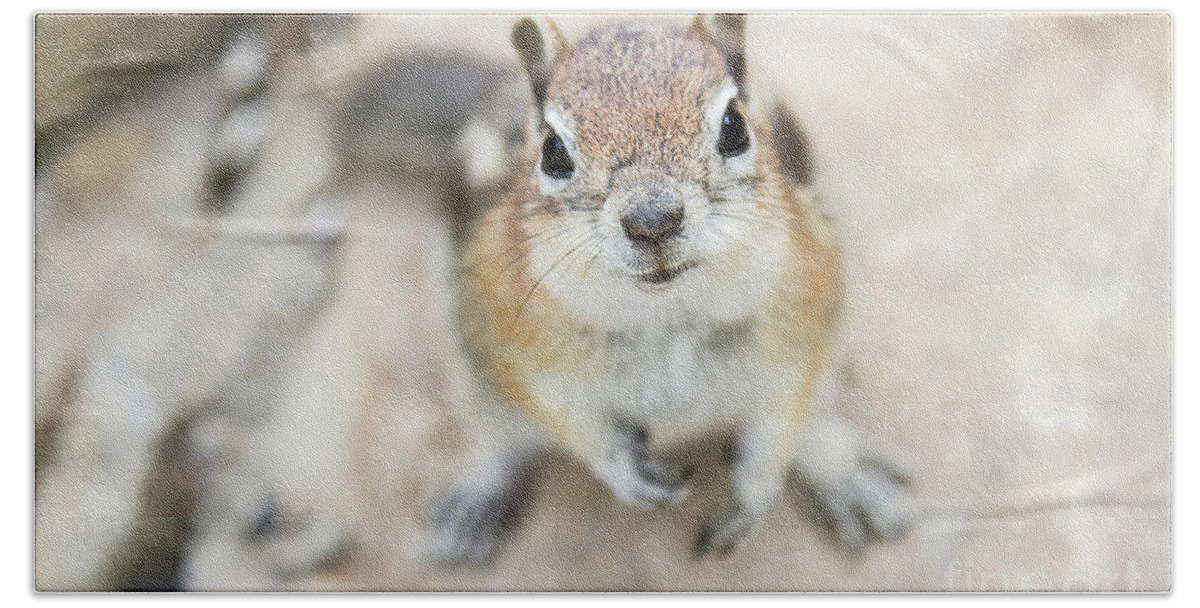Squirrel Beach Towel featuring the photograph Hypno Squirrel by Chris Scroggins