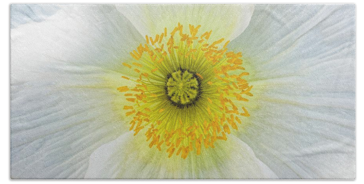 Kj Swan Flowers And Plants Beach Sheet featuring the photograph Iceland White Poppy by KJ Swan