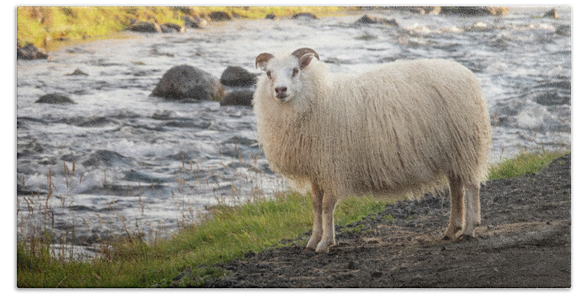 Iceland Beach Sheet featuring the photograph Icelandic Sheep Along The Kverna River by Kristia Adams