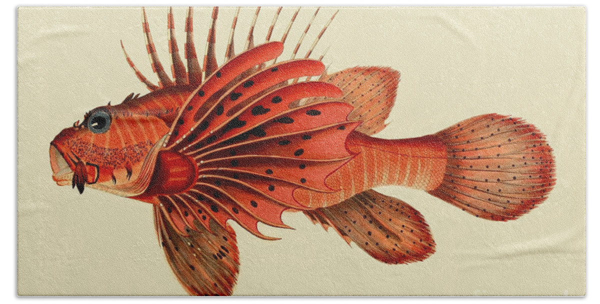 Animal Beach Towel featuring the photograph Illustration of a Common Lionfish by Science Source