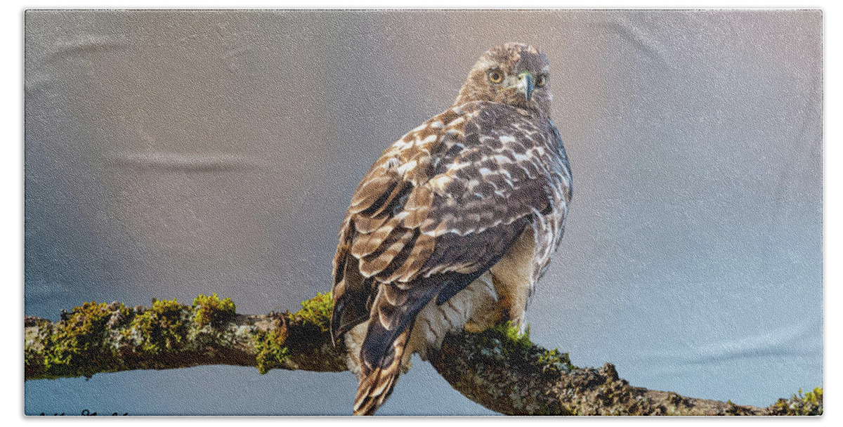 Animal Beach Towel featuring the photograph Immature Red Tailed Hawk in a Tree by Jeff Goulden