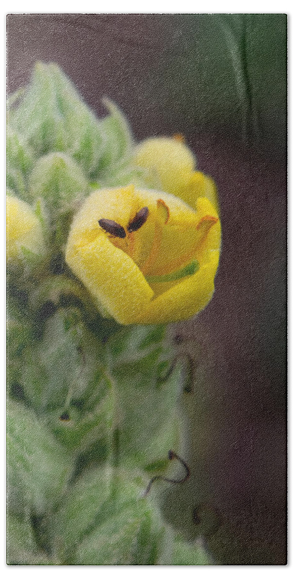 Mullein Beach Towel featuring the photograph Insects on Mullein Flower by Bonny Puckett