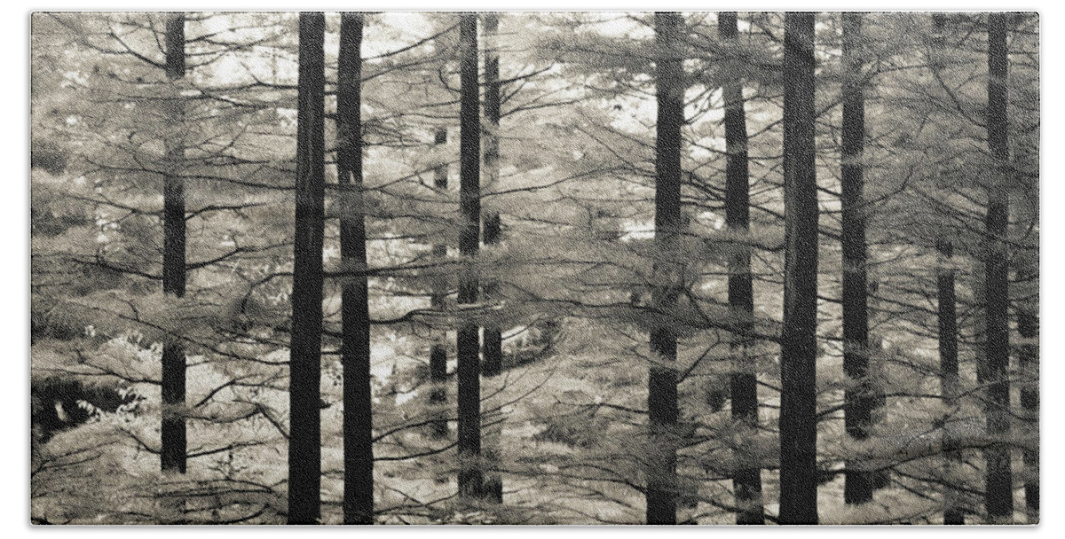 Monochrome Beach Towel featuring the photograph Into The Woods by Ana V Ramirez