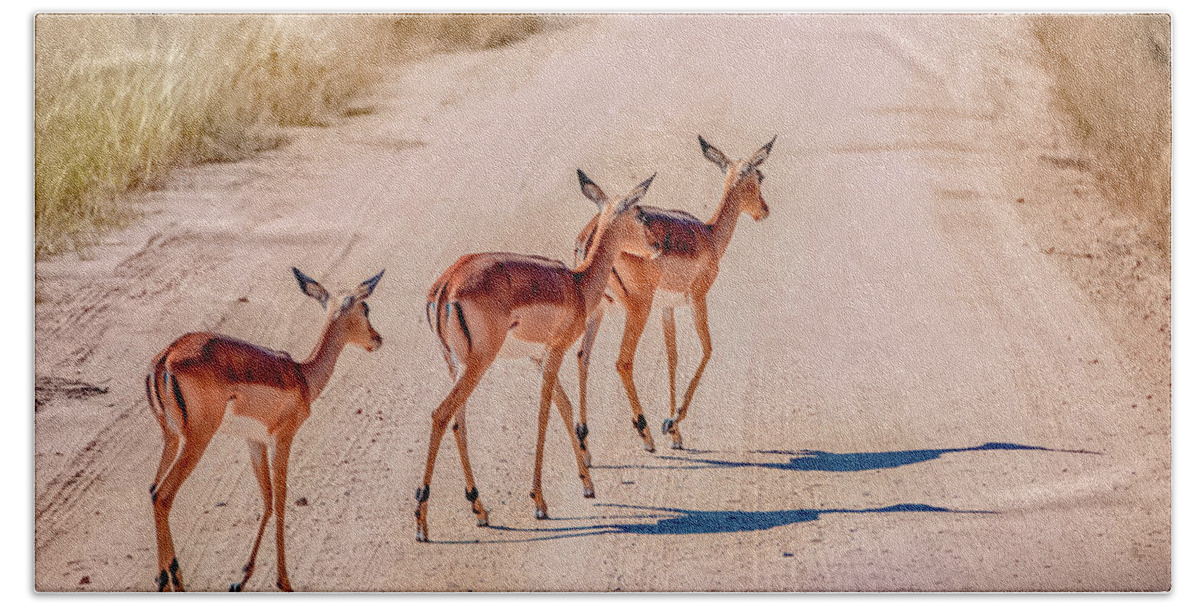South Africa Beach Towel featuring the photograph Intrepid Trio in Kruger National Park by Marcy Wielfaert