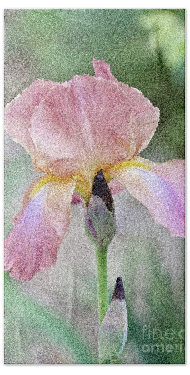 Iris Beach Towel featuring the photograph Iris Multicolor No. 4974 by Sherry Hallemeier