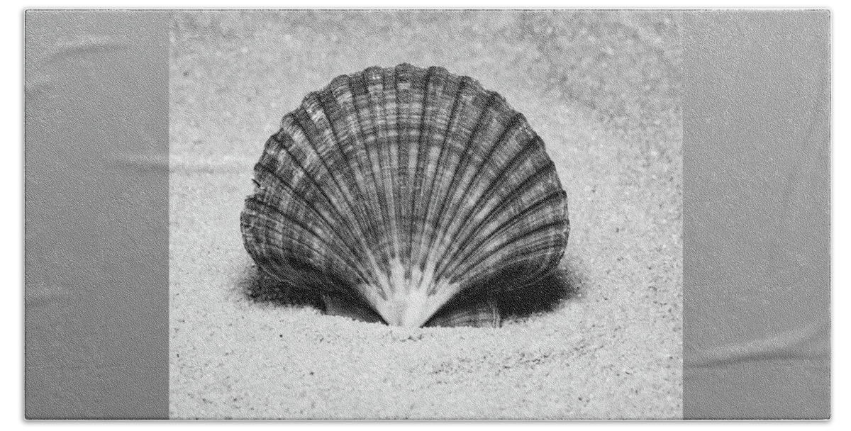 Calico Pectin Seashells Beach Towel featuring the photograph Irish Flat Scallop by Anthony Sacco