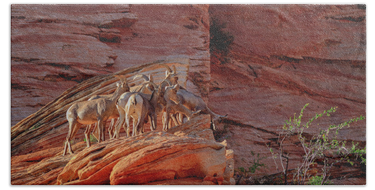 Desert Bighorn Sheep Beach Towel featuring the photograph Is there water by Jack and Darnell Est